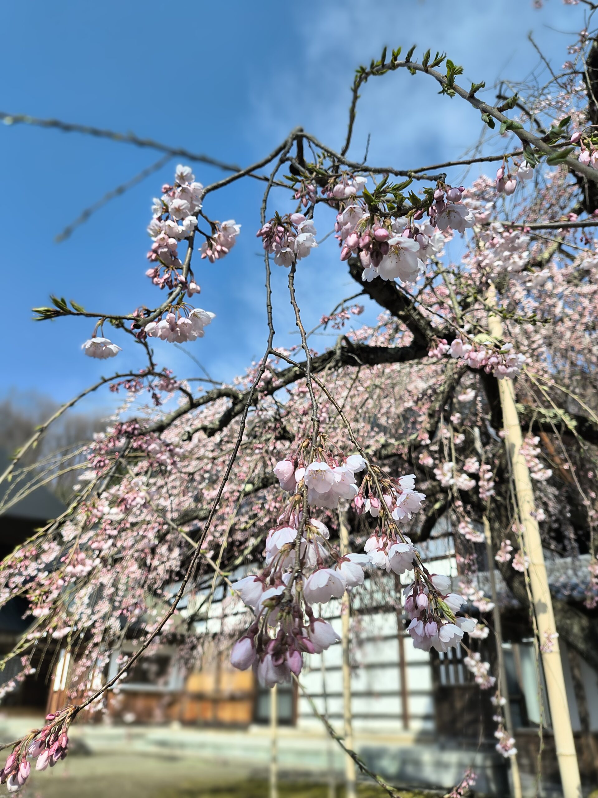 常楽寺様の美しい桜に、春の訪れを感じての写真